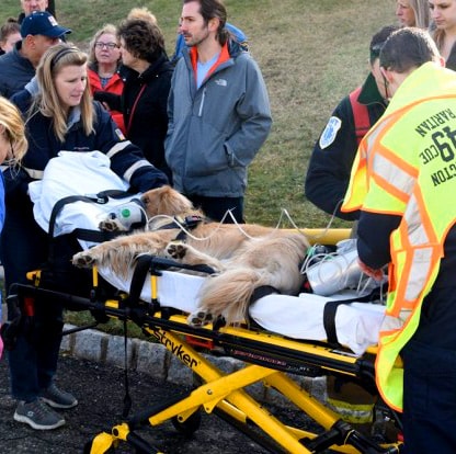 The Suchorsky's dog Riely on a stretcher getting oxygen.