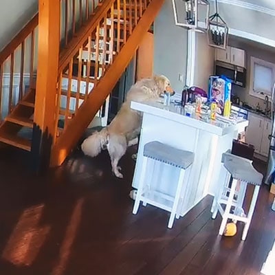 The golden retrevier, Finn trying to get a snack from the stove.